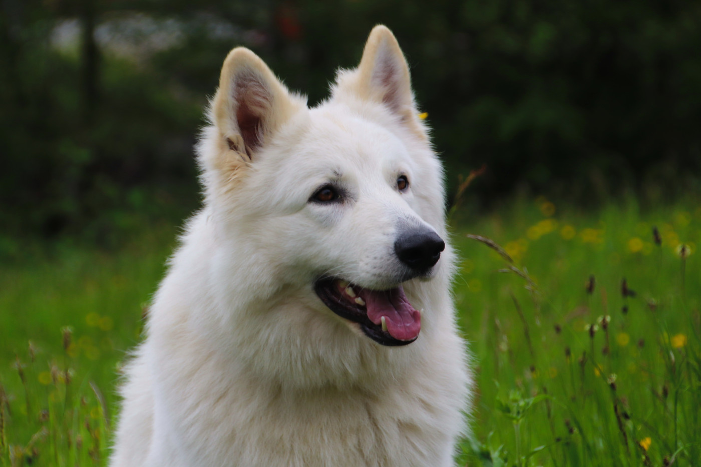 sonic Des Collines De Manon