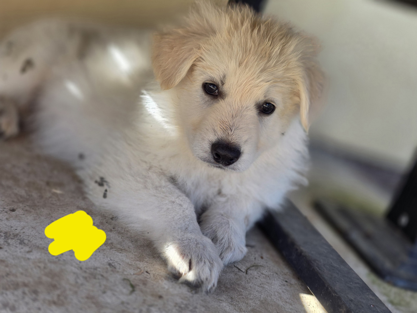 Du Coeur De La Meute - Berger Blanc Suisse - Portée née le 14/01/2026