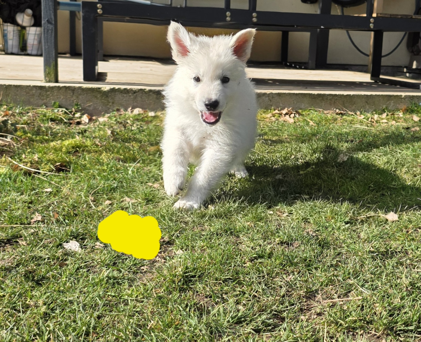 Du Coeur De La Meute - Chiots disponibles - Berger Blanc Suisse