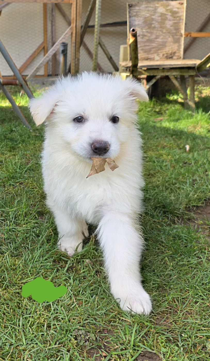 Du Coeur De La Meute - Chiots disponibles - Berger Blanc Suisse